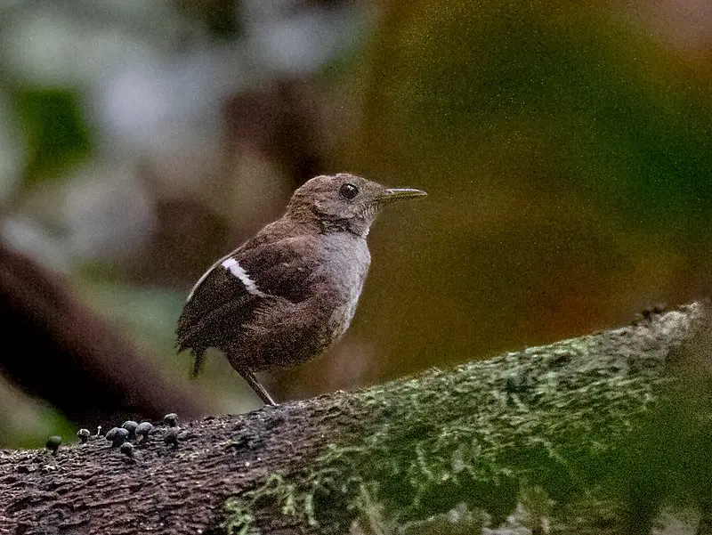 Wing-banded wren