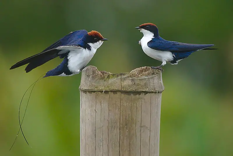 Wire-tailed swallow