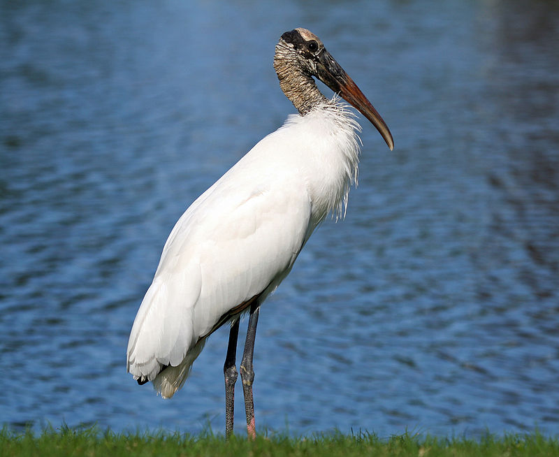 Wood stork