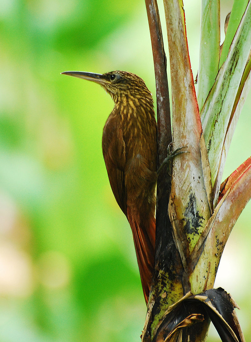 Woodcreeper