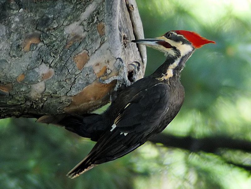 Woodpeckers