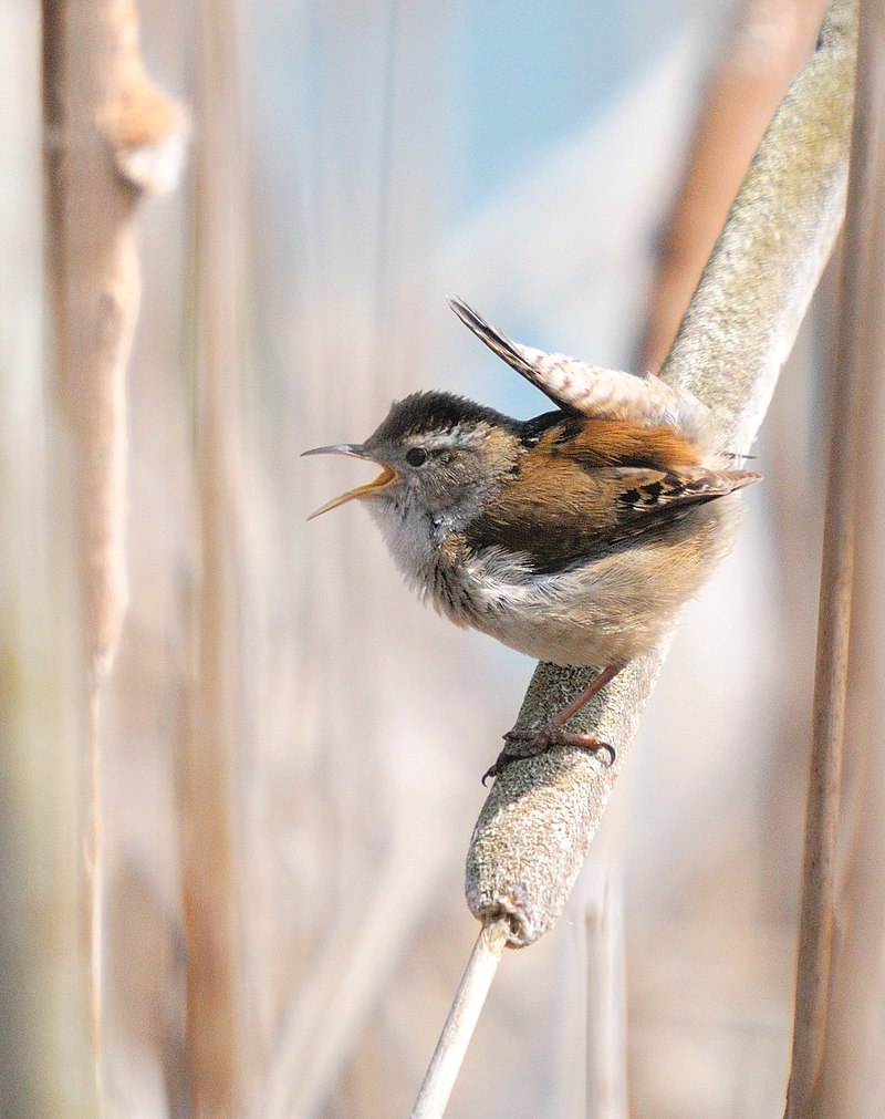 White-breasted wood wren