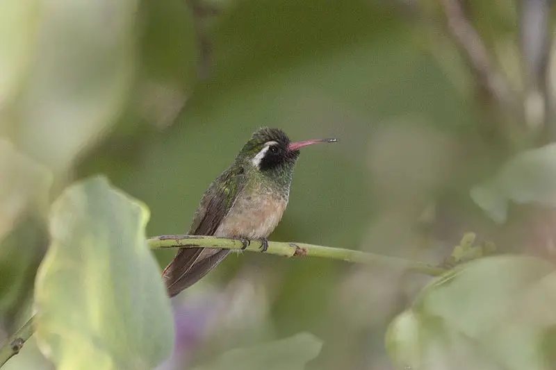 Xantus s hummingbird