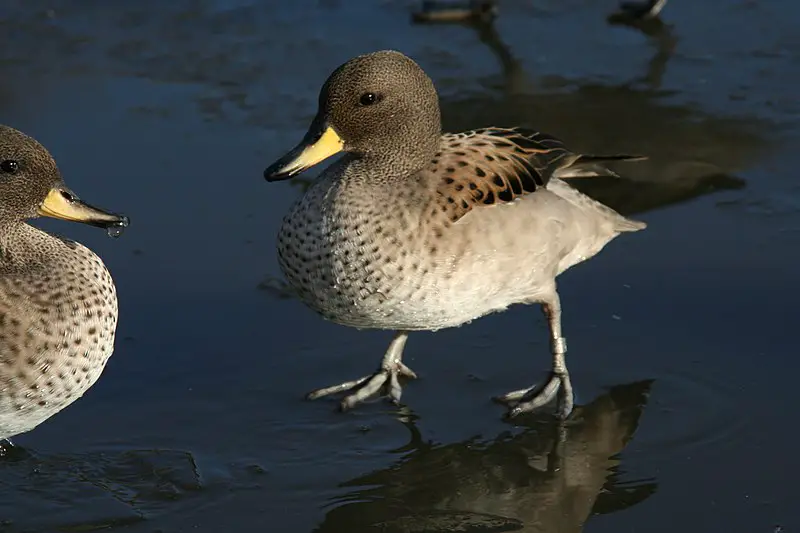 Yellow-billed teal