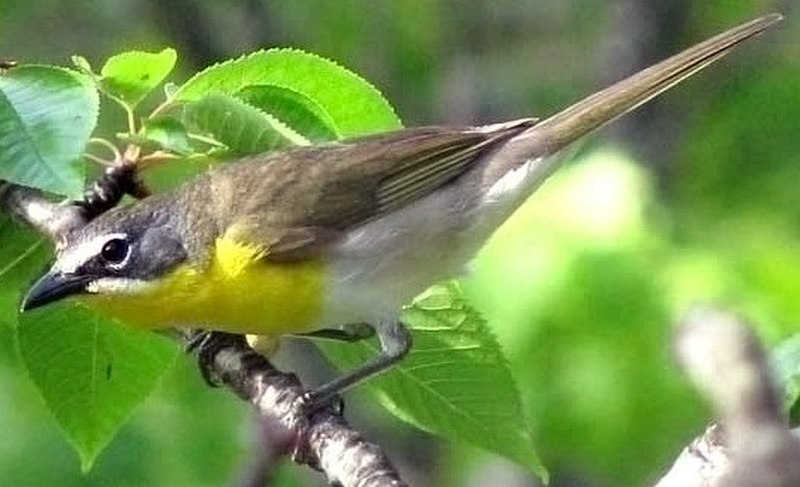 Yellow-breasted chat