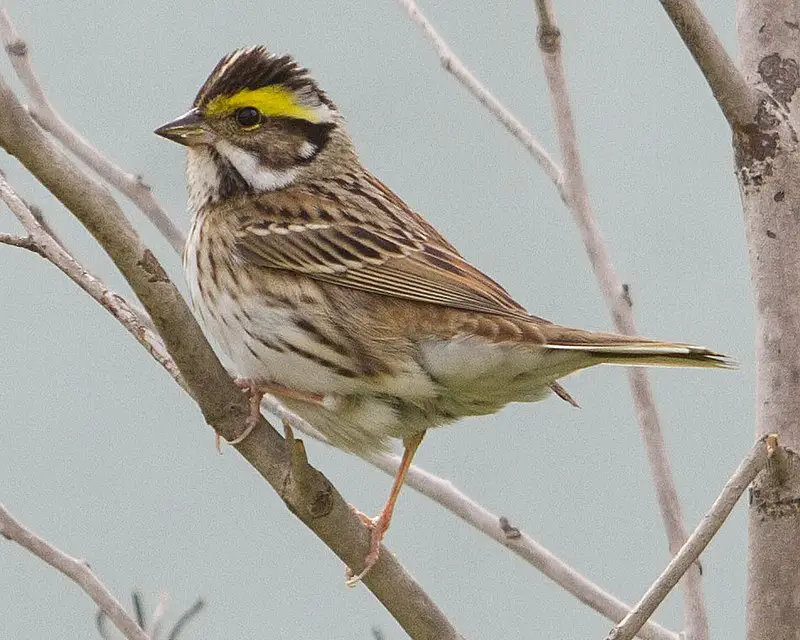Yellow-browed bunting