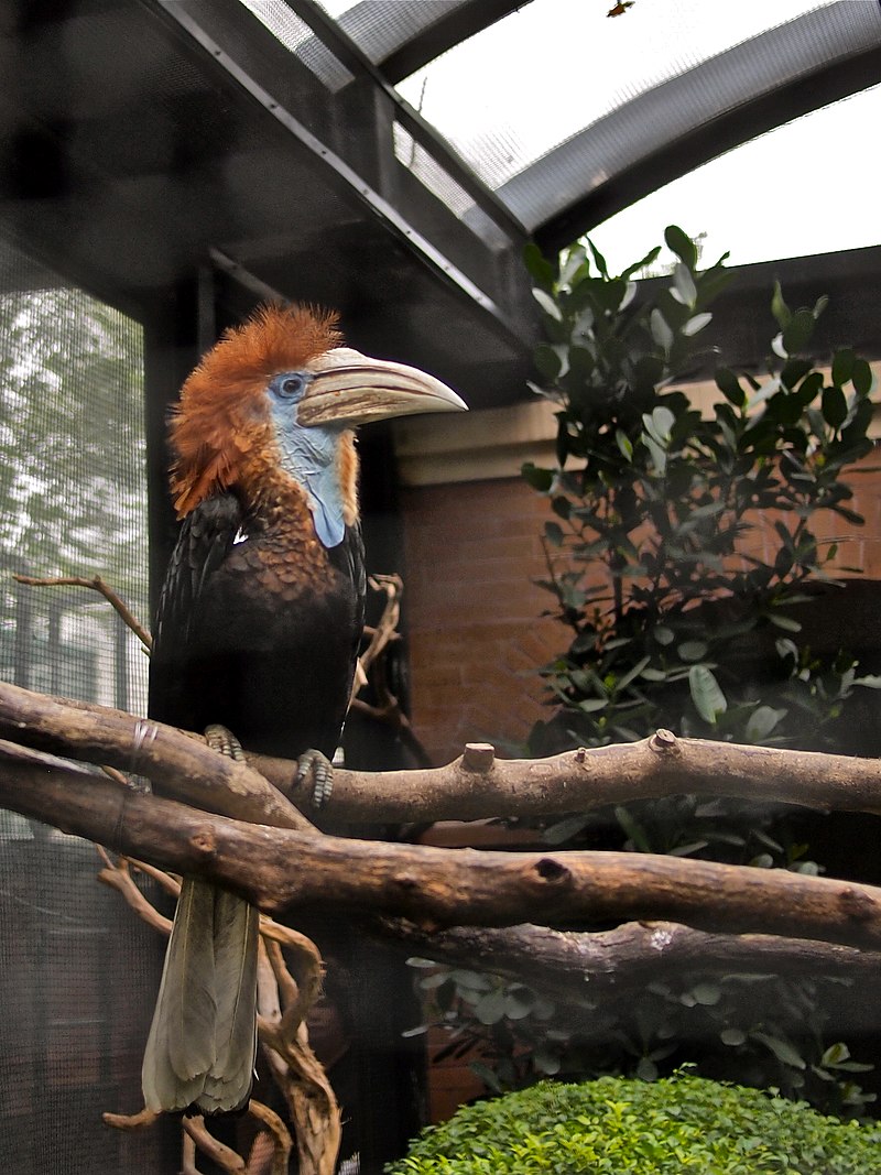 Yellow-casqued hornbill