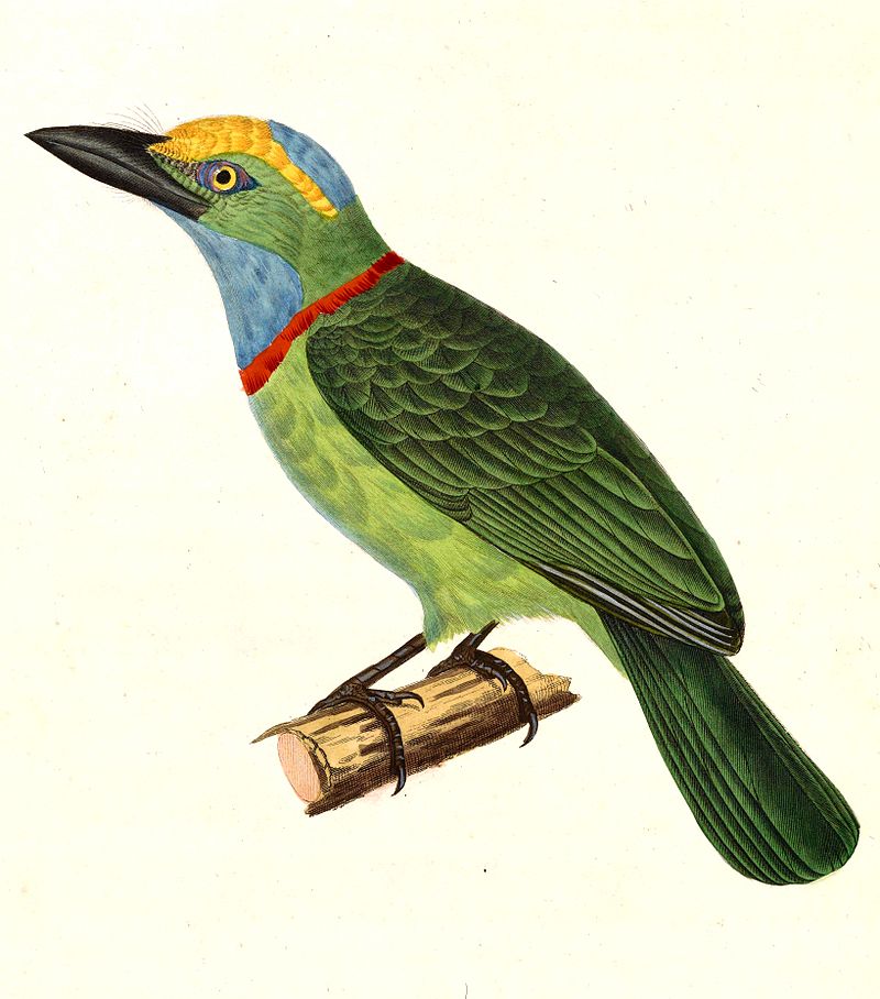 Yellow-crowned barbet