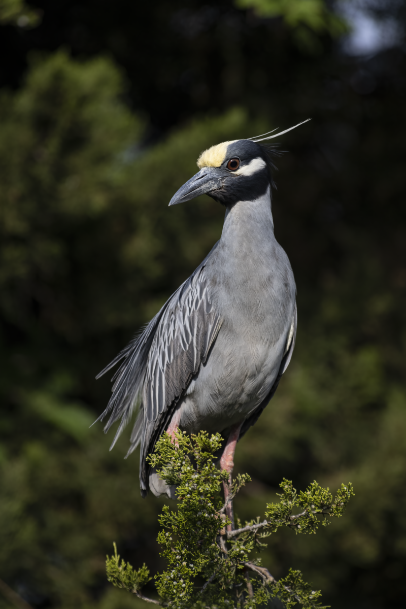 Yellow-crowned night heron