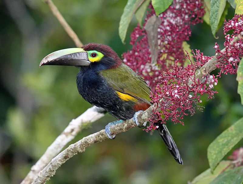 Yellow-eared toucanet