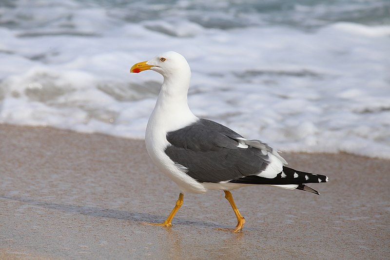 Yellow-footed gull