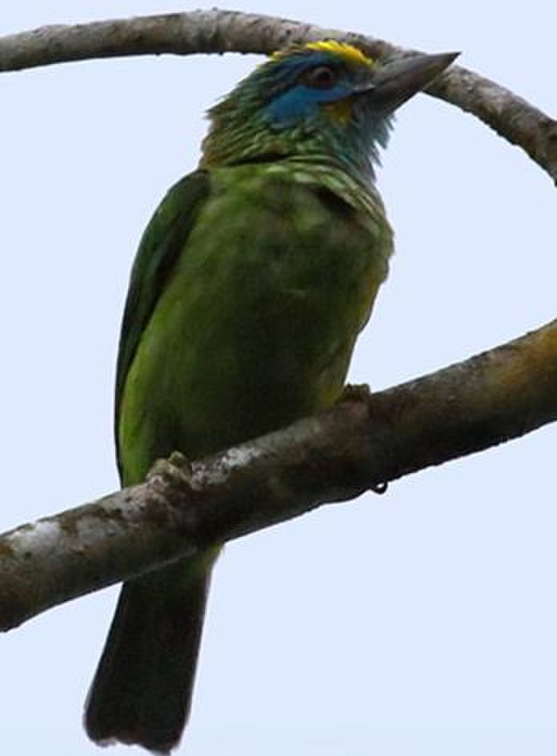 Yellow-fronted barbet