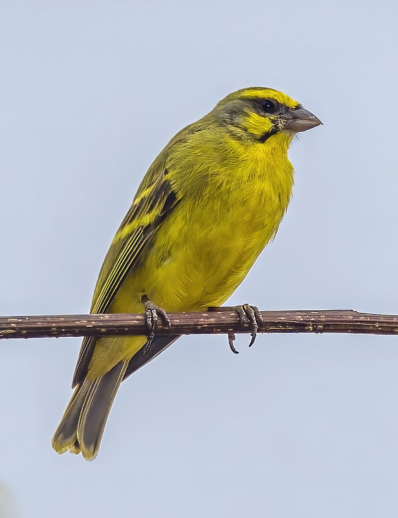 Yellow-fronted canary