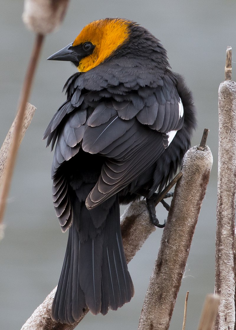 Yellow-headed blackbird