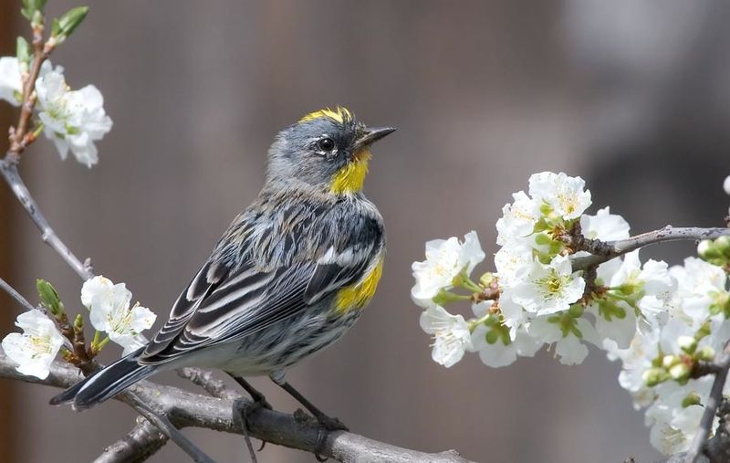 Yellow-rumped warbler