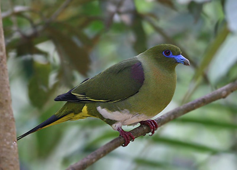 Yellow-vented green pigeon