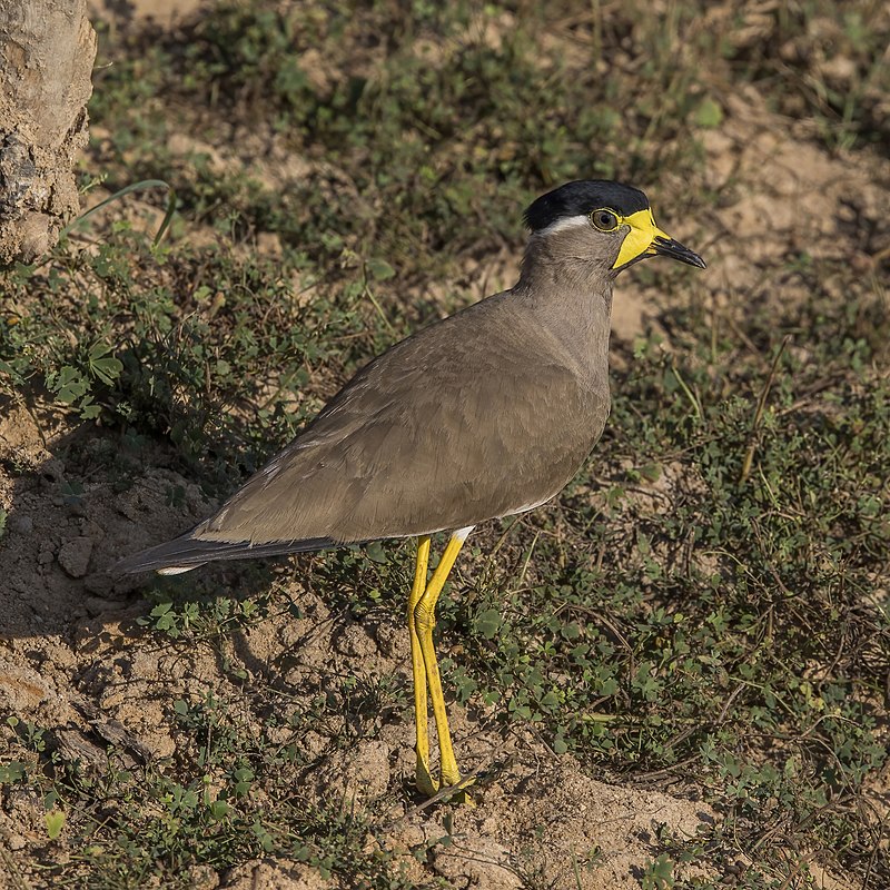 Yellow-wattled lapwing