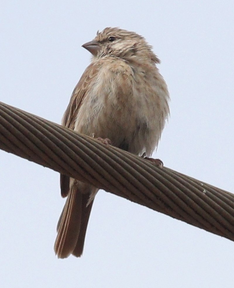 Yemen serin