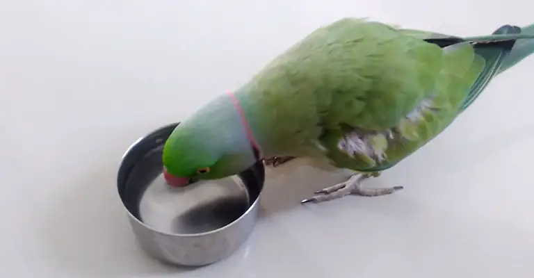Bird Drinking So Much Water