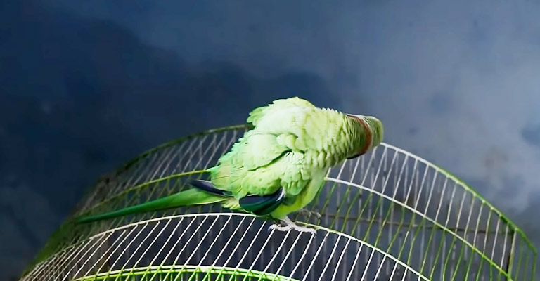 Bird Scratching So Much