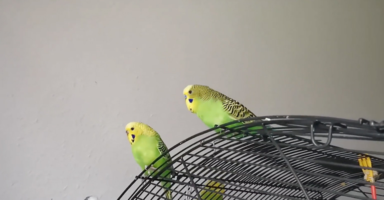 Bird Screaming