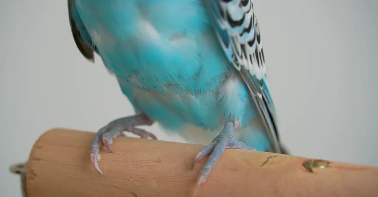 Budgie Foot Not Gripping