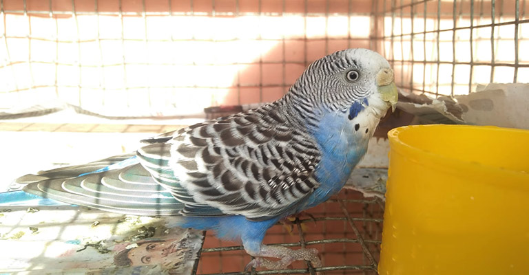 Budgies Nose Brown