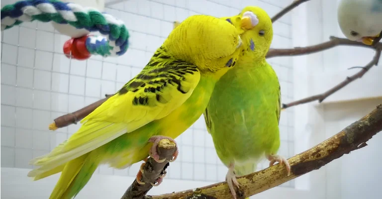 Pros and Cons of Having Two Budgies