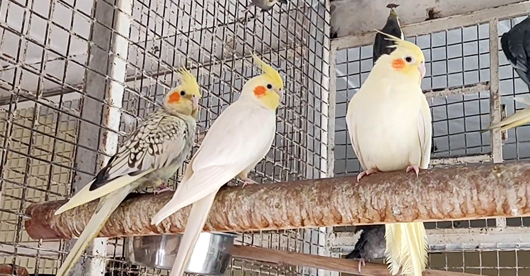Diarrhea in Cockatiels - Causes and Solution