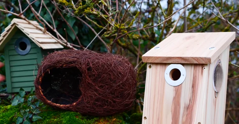 Birds Choose Where to Nest