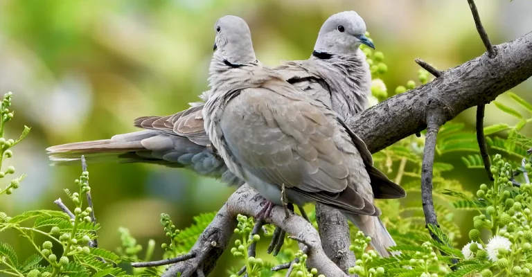 How Smart Are Mourning Doves