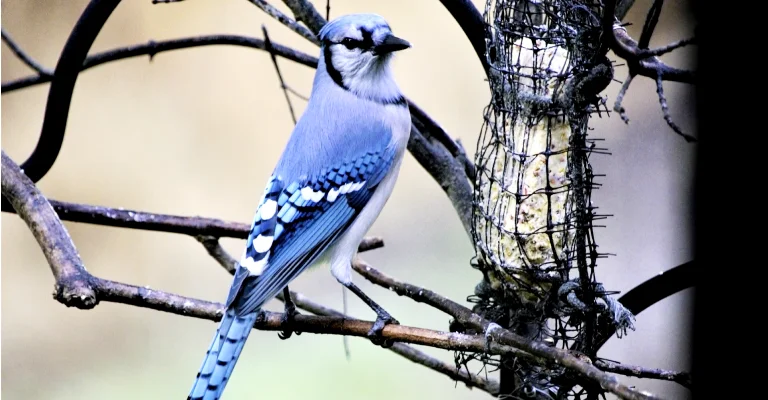 How to Get Rid of Annoying Blue Jays