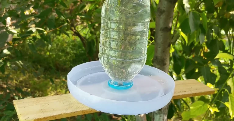 How to Water Hanging Basket With Birds Nest
