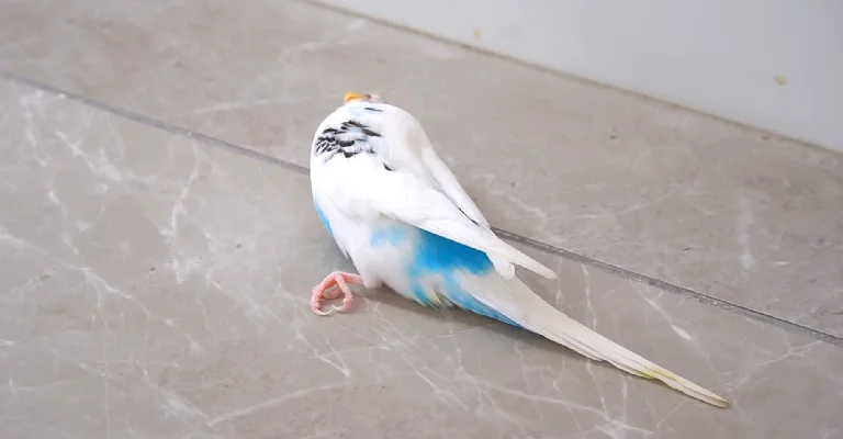 Bird Has a Seizure and Died- Causes