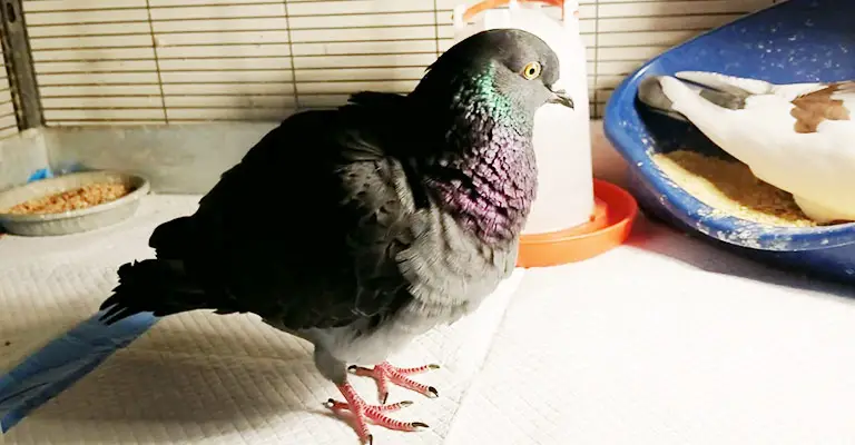 Pigeons as Pets Pros and Cons