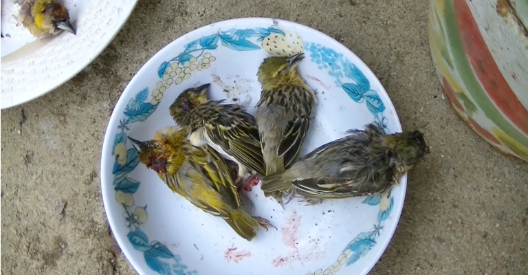Food Kills Birds Instantly