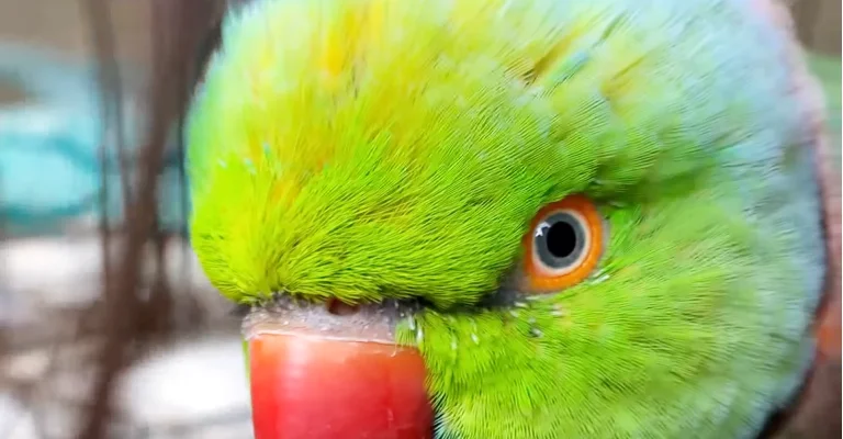 Parrots Eyes Dilate