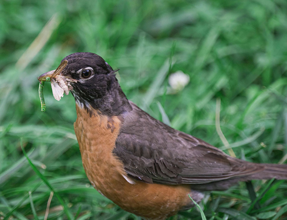 Adaptations for Worm Hunting