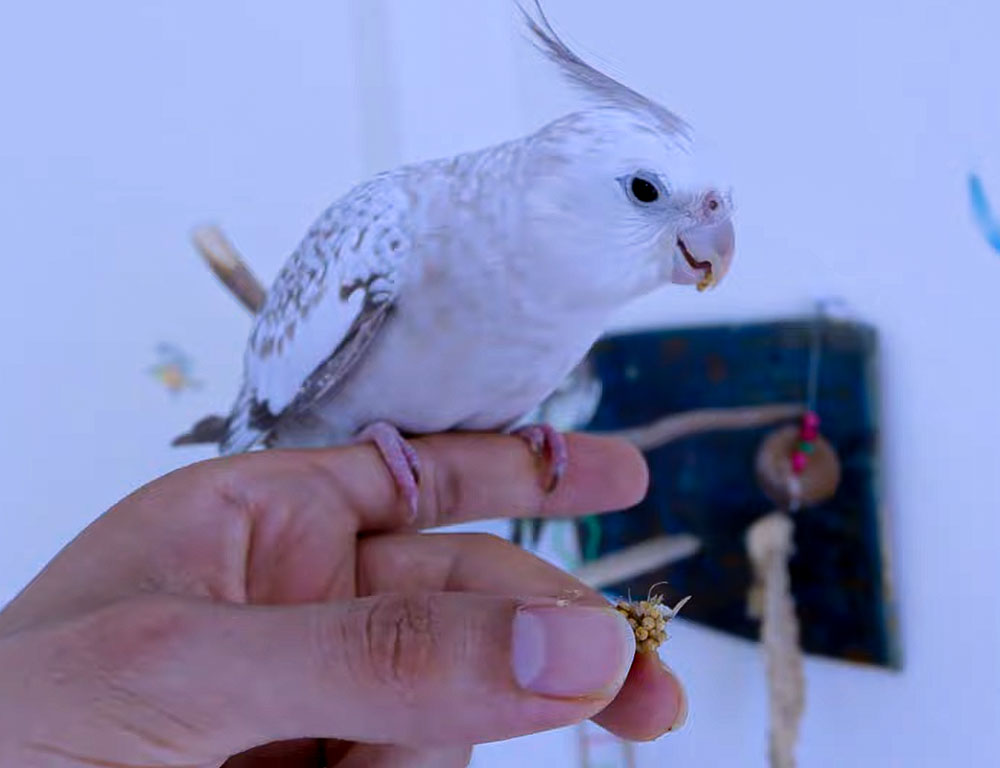 Affection and Bonding of birds