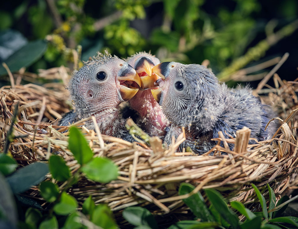 Baby Birds