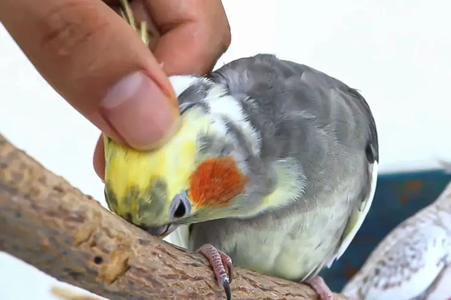 My Bird Rub His Beak on Me