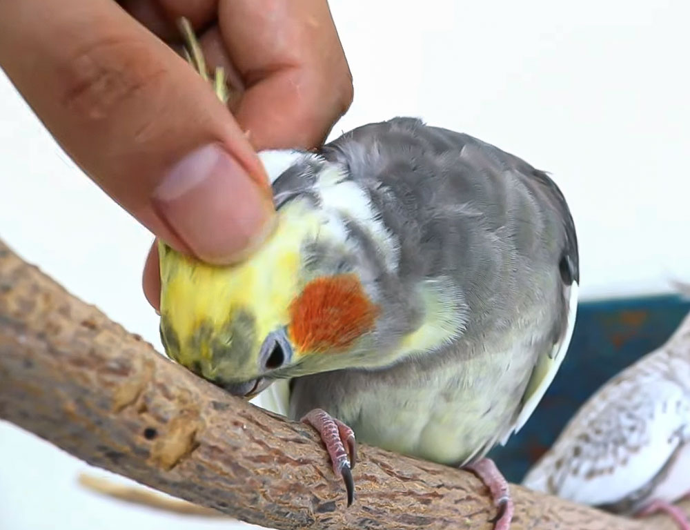 My Bird Rub His Beak on Me