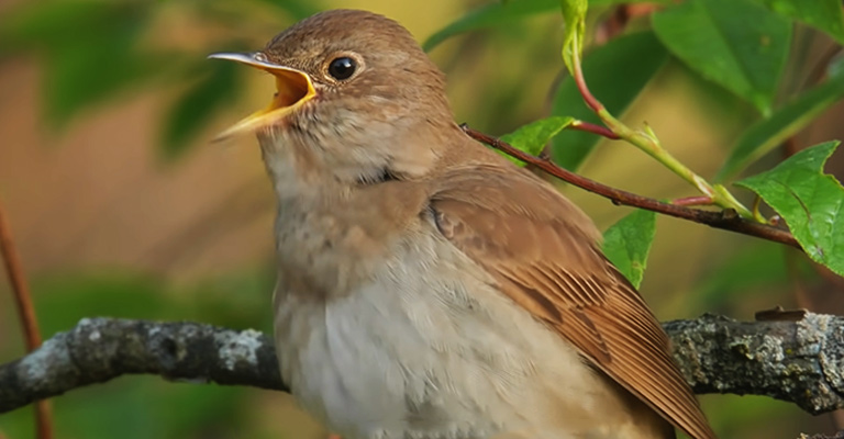 Why Are Birds Chirping at Night? The Surprising Truth Behind This