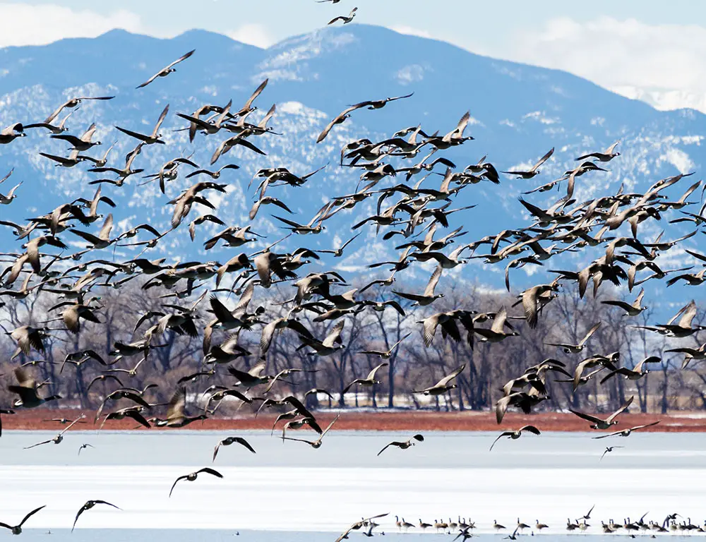Birds Fly South for Winter