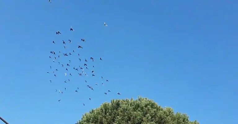 Birds-Fly-in-Circles