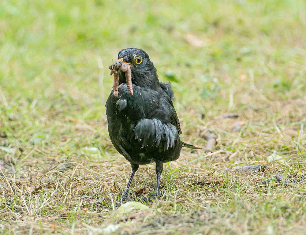 Birds Seek Out Worms After Rains