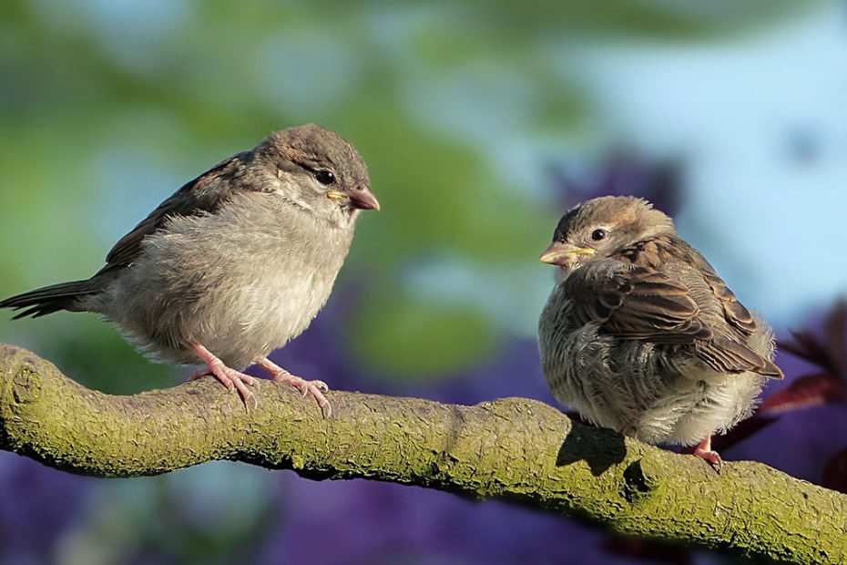 Birds Symbolize Spiritually