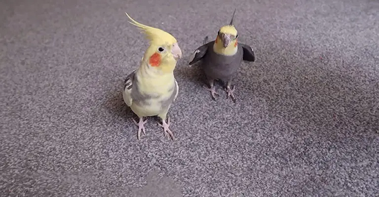 Cockatiel Making Strange and Unusual Noises