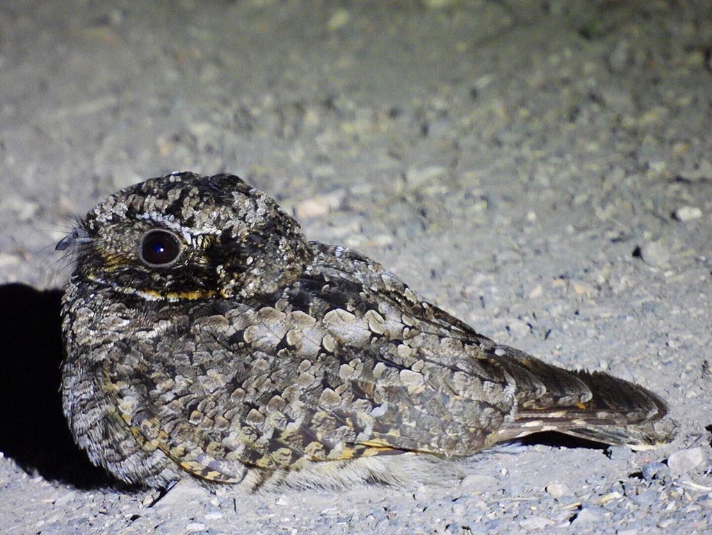 Common Poorwill