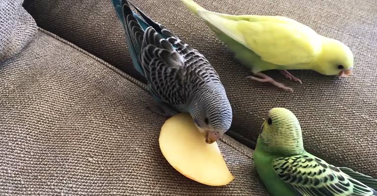 How To Take Care Of A Parakeet? - The Worlds Rarest Birds